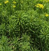pryšec chvojka <i>(Euphorbia cyparissias)</i> / Habitus
