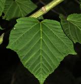 javor vlasonohý <i>(Acer capillipes)</i> / List