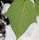javor vlasonohý <i>(Acer capillipes)</i> / List