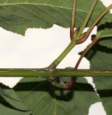 javor vlasonohý <i>(Acer capillipes)</i> / Větve a pupeny