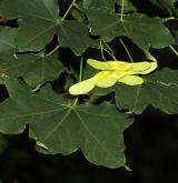 javor kapadocký <i>(Acer cappadocicum)</i> / Větve a pupeny