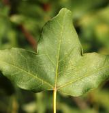 javor francouzský <i>(Acer monspessulanum)</i> / List