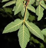 javor nikóský <i>(Acer maximowiczianum)</i> / List