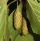 bříza daurská <i>(Betula dahurica)</i> / Plod