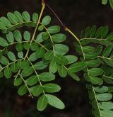 dřezovec japonský <i>(Gleditsia japonica)</i> / List