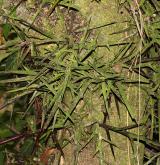 dřezovec japonský <i>(Gleditsia japonica)</i> / Borka kmene