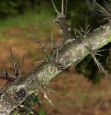 dřezovec japonský <i>(Gleditsia japonica)</i> / Větve a pupeny