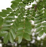 dřezovec japonský <i>(Gleditsia japonica)</i> / List