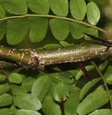 dřezovec japonský <i>(Gleditsia japonica)</i> / Větve a pupeny