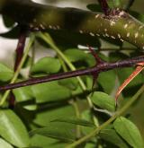 dřezovec japonský <i>(Gleditsia japonica)</i> / Větve a pupeny