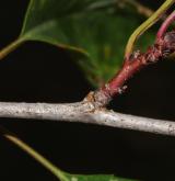 mandloň Davidova <i>(Prunus davidiana)</i> / Větve a pupeny