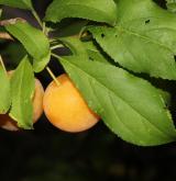 myrobalán obecný <i>(Prunus cerasifera)</i> / Plod