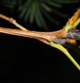 hrušeň ussuriensis <i>(Pyrus ussuriensis)</i> / Větve a pupeny