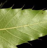 dub nejšpičatější <i>(Quercus acutissima)</i> / List
