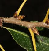 dub nejšpičatější <i>(Quercus acutissima)</i>