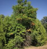 dub bahenní <i>(Quercus palustris)</i> / Habitus