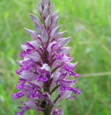 vstavač vojenský <i>(Orchis militaris)</i> / Květ/Květenství