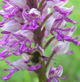vstavač vojenský <i>(Orchis militaris)</i> / Květ/Květenství
