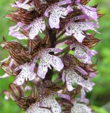 vstavač nachový  <i>(Orchis purpurea)</i> / Květ/Květenství