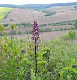 vstavač nachový  <i>(Orchis purpurea)</i> / Habitus