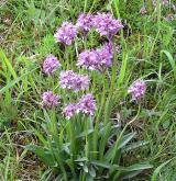 vstavač trojzubý <i>(Orchis tridentata)</i> / Habitus