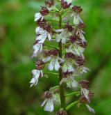 vstavač nachový  <i>(Orchis purpurea)</i> / Květ/Květenství
