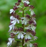 vstavač nachový  <i>(Orchis purpurea)</i> / Květ/Květenství