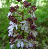 vstavač nachový  <i>(Orchis purpurea)</i> / Květ/Květenství