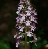 vstavač nachový  <i>(Orchis purpurea)</i> / Květ/Květenství