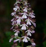 vstavač nachový  <i>(Orchis purpurea)</i> / Květ/Květenství