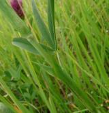 jetel červenavý <i>(Trifolium rubens)</i> / Ostatní