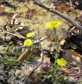 podběl lékařský <i>(Tussilago farfara)</i> / Habitus