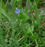 rozrazil rezekvítek <i>(Veronica chamaedrys)</i> / Habitus