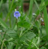 rozrazil rezekvítek <i>(Veronica chamaedrys)</i> / Habitus