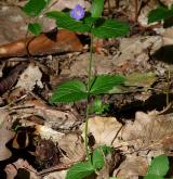 rozrazil rezekvítek <i>(Veronica chamaedrys)</i> / Habitus