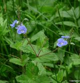 rozrazil rezekvítek <i>(Veronica chamaedrys)</i> / Habitus