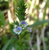 rozrazil douškolistý <i>(Veronica serpyllifolia)</i> / Květ/Květenství