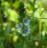 rozrazil douškolistý <i>(Veronica serpyllifolia)</i> / Květ/Květenství