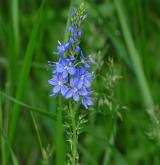 rozrazil ožankový <i>(Veronica teucrium)</i> / Květ/Květenství