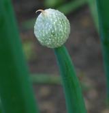 cibule zimní <i>(Allium fistulosum)</i> / Ostatní