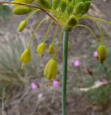 česnek žlutý <i>(Allium flavum)</i> / Květ/Květenství