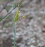 česnek žlutý <i>(Allium flavum)</i> / Květ/Květenství