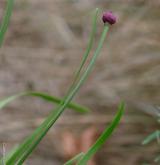 česnek šerý <i>(Allium senescens)</i> / Habitus