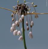 česnek planý <i>(Allium oleraceum)</i> / Květ/Květenství