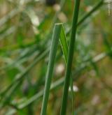 česnek planý <i>(Allium oleraceum)</i> / List