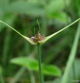 česnek planý <i>(Allium oleraceum)</i> / Ostatní