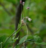 česnek planý <i>(Allium oleraceum)</i> / Květ/Květenství