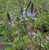 rozrazil rakouský <i>(Veronica austriaca)</i> / Habitus