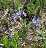 rozrazil rakouský <i>(Veronica austriaca)</i> / Habitus