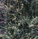 blešník obecný <i>(Pulicaria vulgaris)</i>